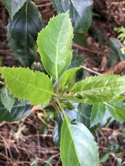 Hedycarya angustifolia