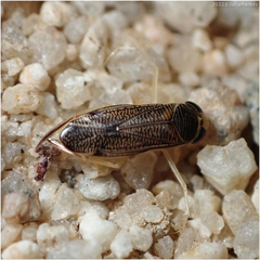 Trichocorixa reticulata