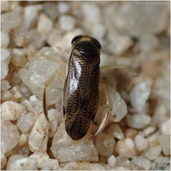 Trichocorixa reticulata