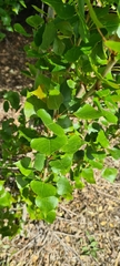 Populus nigra