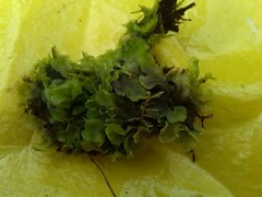 Pellia neesiana