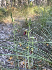 Calochilus paludosus