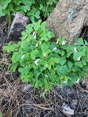 Oxalis alpina