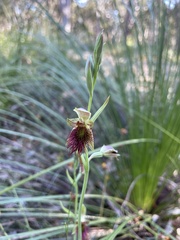 Calochilus paludosus