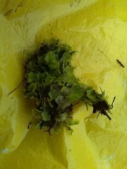 Pellia neesiana