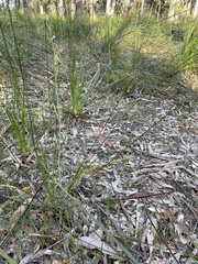 Calochilus paludosus