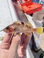 Sebastes flavidus