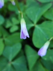 Oxalis alpina