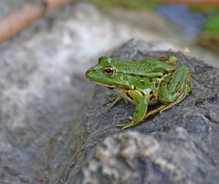 Pelophylax kurtmuelleri