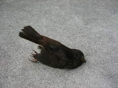 Passerella iliaca