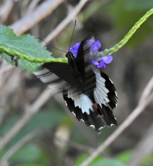 Papilio fuscus