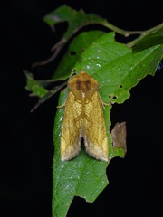 Basilodes pepita