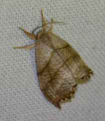 Falcaria lacertinaria