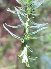 Cassinia aculeata