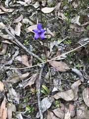 Elythranthera brunonis