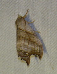 Falcaria lacertinaria