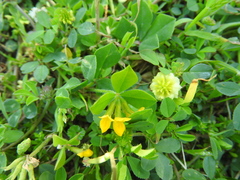Lotus ornithopodioides