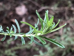 Cassinia aculeata