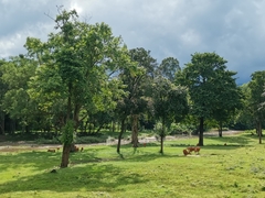 Bos javanicus birmanicus