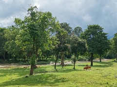 Bos javanicus birmanicus