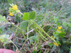 Lotus ornithopodioides