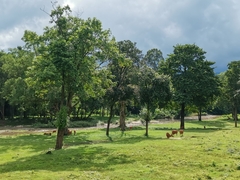 Bos javanicus birmanicus