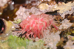 Okenia rosacea