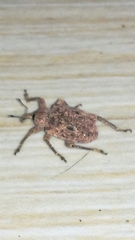 Phelypera distigma