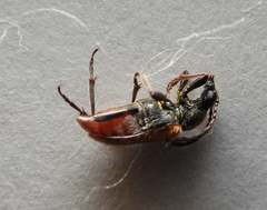 Pseudovadonia livida