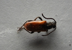 Pseudovadonia livida
