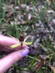 Caladenia leptochila