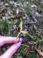 Caladenia leptochila