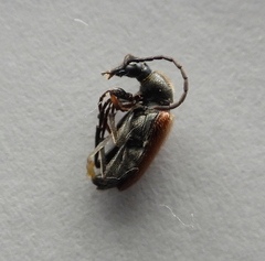 Pseudovadonia livida