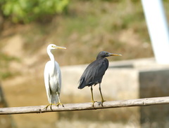 Egretta sacra
