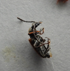 Pseudovadonia livida