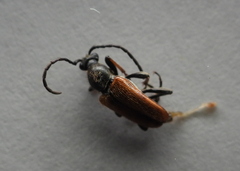 Pseudovadonia livida