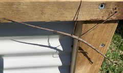 Ctenomorpha marginipennis