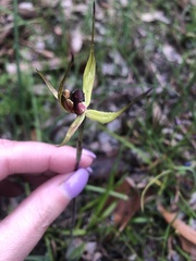 Caladenia leptochila