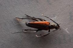 Stenurella bifasciata