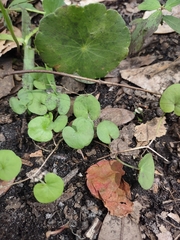 Dichondra repens
