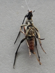 Stenurella bifasciata