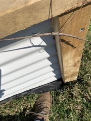 Ctenomorpha marginipennis