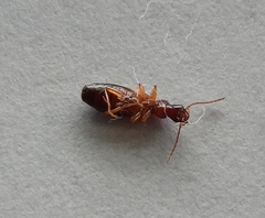 Paradromius