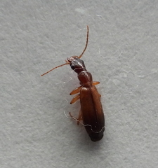 Paradromius