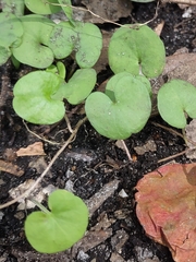 Dichondra repens
