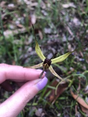 Caladenia leptochila
