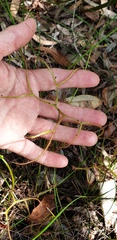 Drosera binata