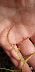 Drosera binata