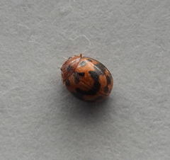 Subcoccinella vigintiquatuorpunctata