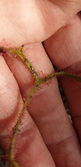 Drosera binata